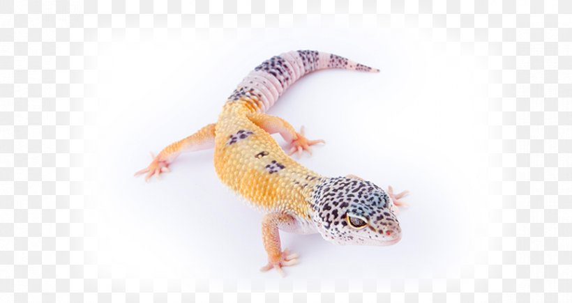 Common Leopard Gecko Reptile Lizard Pet, PNG, 863x458px, Gecko, Animal, Chameleons, Common Leopard Gecko, Fauna Download Free