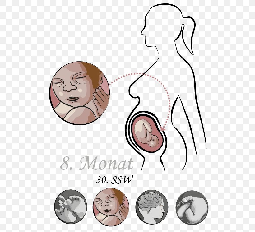 Month Pregnancy Week Academic Quarter Pre-labor, PNG, 541x746px, Watercolor, Cartoon, Flower, Frame, Heart Download Free