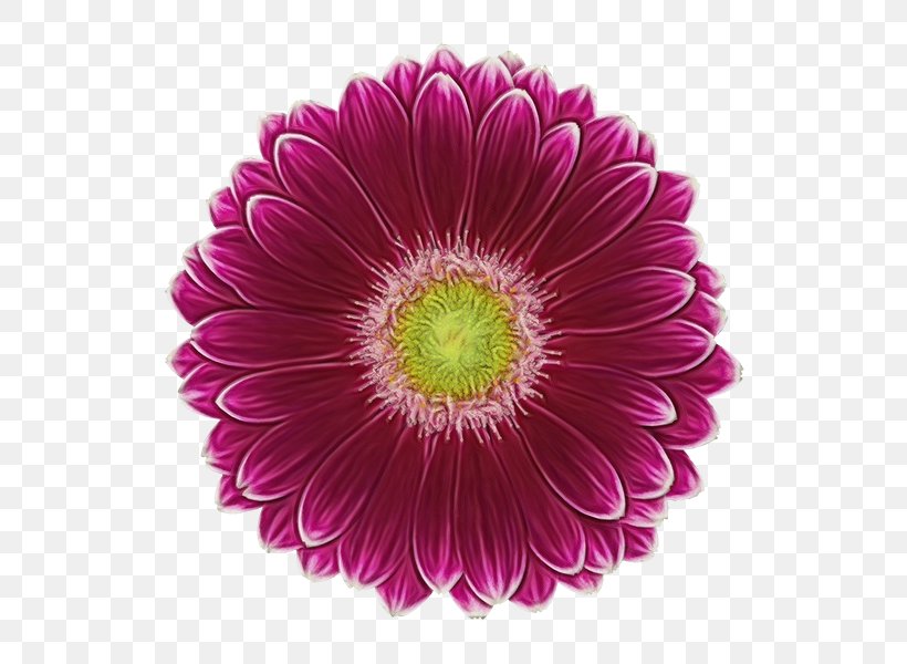 Transvaal Daisy Cut Flowers Chrysanthemum Petal, PNG, 600x600px, Transvaal Daisy, African Daisy, Annual Plant, Aster, Barberton Daisy Download Free