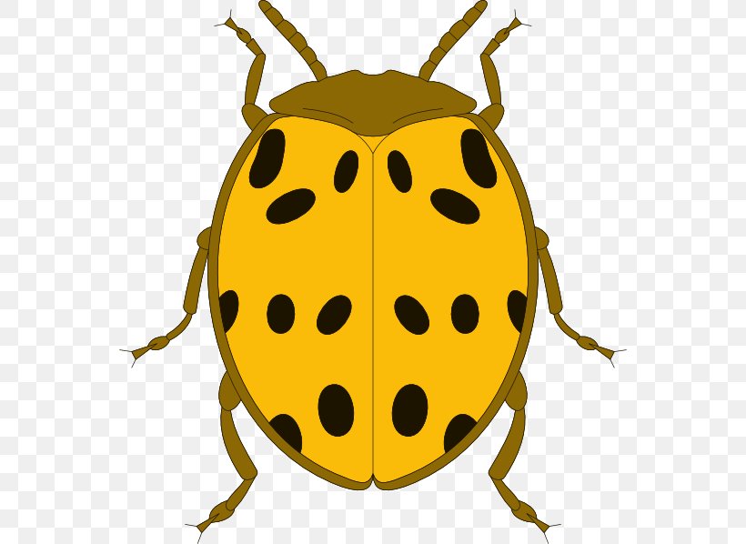 Beetle Ladybird Clip Art, PNG, 558x598px, Beetle, Amphibian, Blog, Frog, Fruit Download Free
