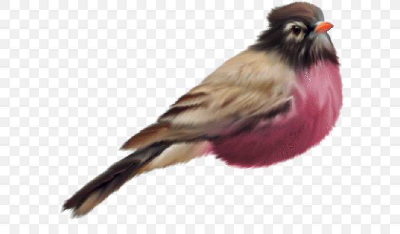 Bird Flight Bird Flight European Robin, PNG, 600x480px, Bird, American Sparrows, Beak, Bird Flight, Emberizidae Download Free