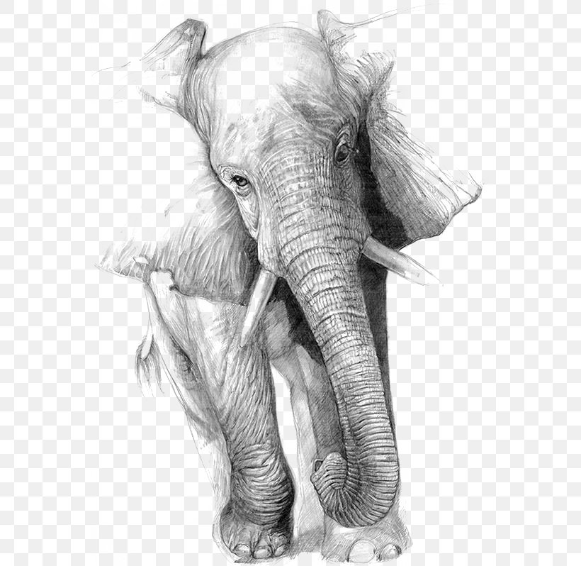Drawing Elephant Art Pencil Sketch, PNG, 564x798px, Drawing, African