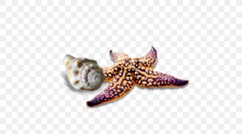 Lotos Travel Starfish Icon, PNG, 777x454px, Conch, Beach, Invertebrate, Marine Invertebrates, Sea Download Free