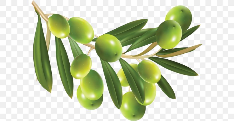 Olive Oil, PNG, 600x426px, Olive, Food, Fruit, Image File Formats, Oil Download Free
