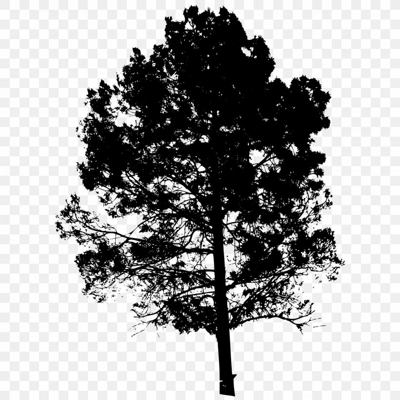 Silhouette Drawing, PNG, 1600x1600px, Silhouette, Art, Black And White, Branch, Conifer Download Free