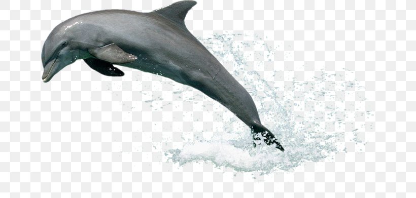Ukraine Dolphin, PNG, 658x391px, Ukraine, Common Bottlenose Dolphin, Dolphin, Fauna, Flipper Download Free