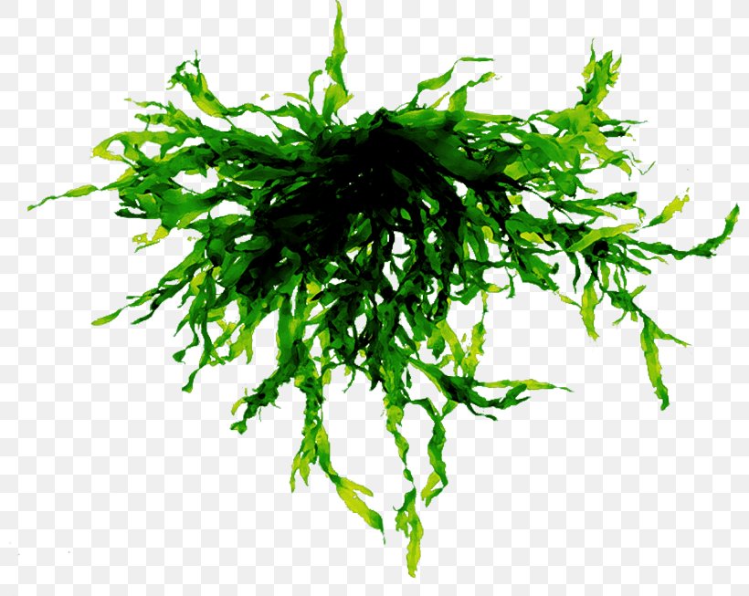 Algae Seaweed Clip Art File Format, PNG, 800x653px, Algae, Aquarium Decor, Brown Algae, Drawing, Grass Download Free