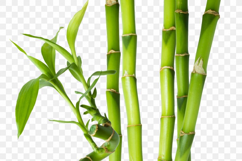 Bamboe Bamboo Plant Stem Paper Bud, PNG, 1778x1185px, Bamboe, Asparagus, Bamboo, Bud, Color Download Free