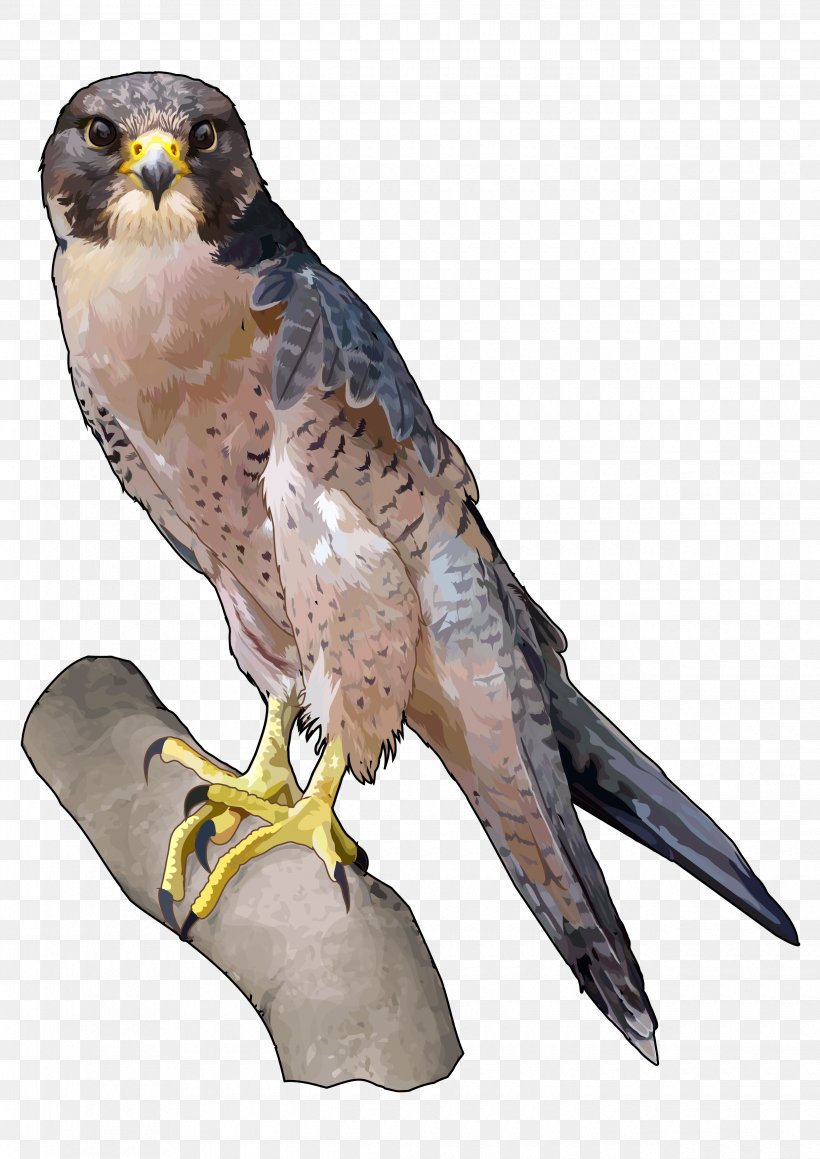 Barbary Falcon Peregrine Falcon Falconiformes Saker Falcon, PNG, 2480x3508px, Peregrine Falcon, Beak, Bird, Bird Of Prey, Buzzard Download Free