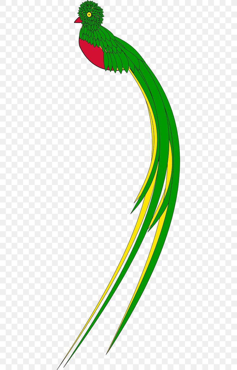 Bird Resplendent Quetzal Guatemalan Quetzal Drawing Clip Art, PNG, 640x1280px, Bird, Animal, Beak, Central America, Drawing Download Free