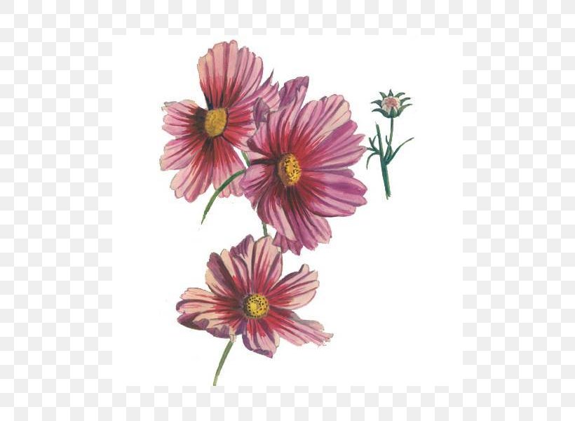 Garden Cosmos Transvaal Daisy Chrysanthemum Cut Flowers Annual Plant, PNG, 800x600px, Garden Cosmos, Annual Plant, Chrysanthemum, Chrysanths, Cosmos Download Free