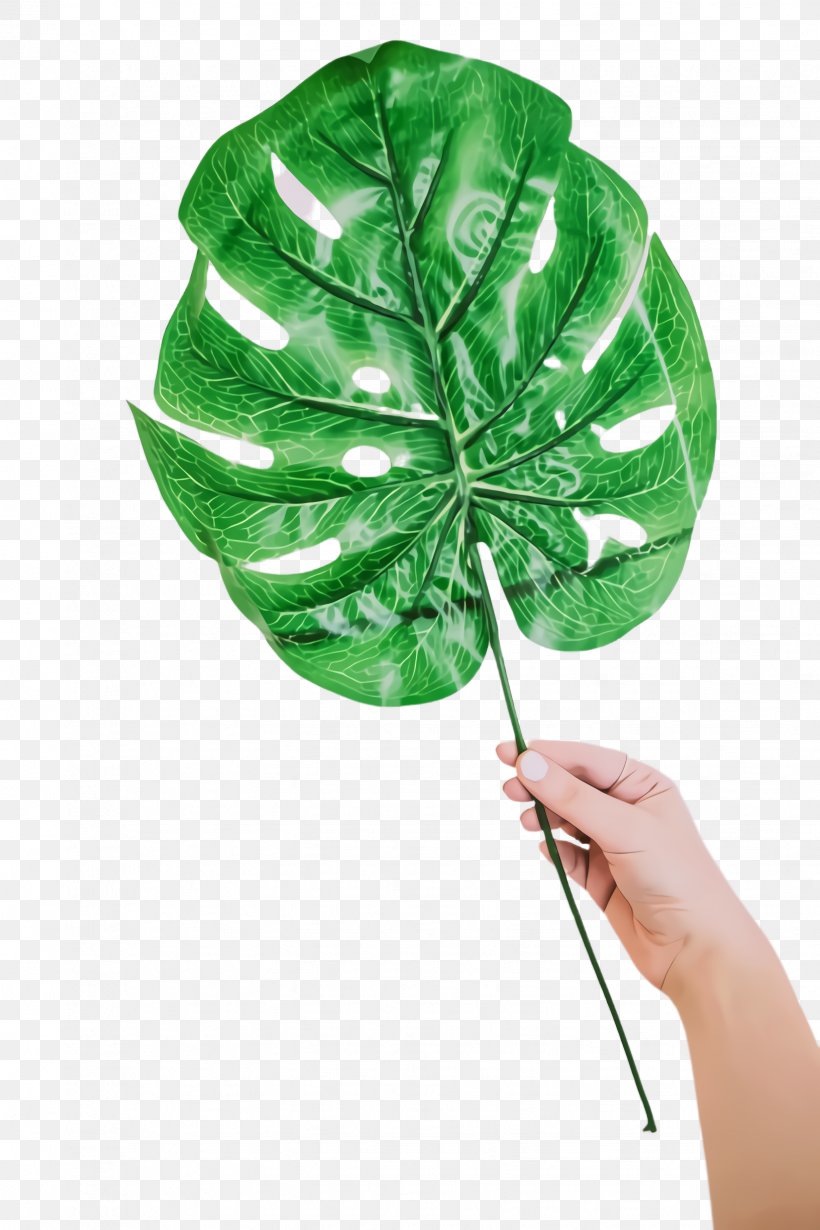 Green Leaf Background, PNG, 1632x2448px, Monstera Leaf, Anthurium, Flower, Green, Green Leaf Download Free