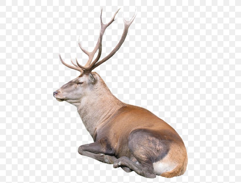 Reindeer Desktop Wallpaper, PNG, 500x624px, Deer, Antler, Display Resolution, Elk, Fauna Download Free