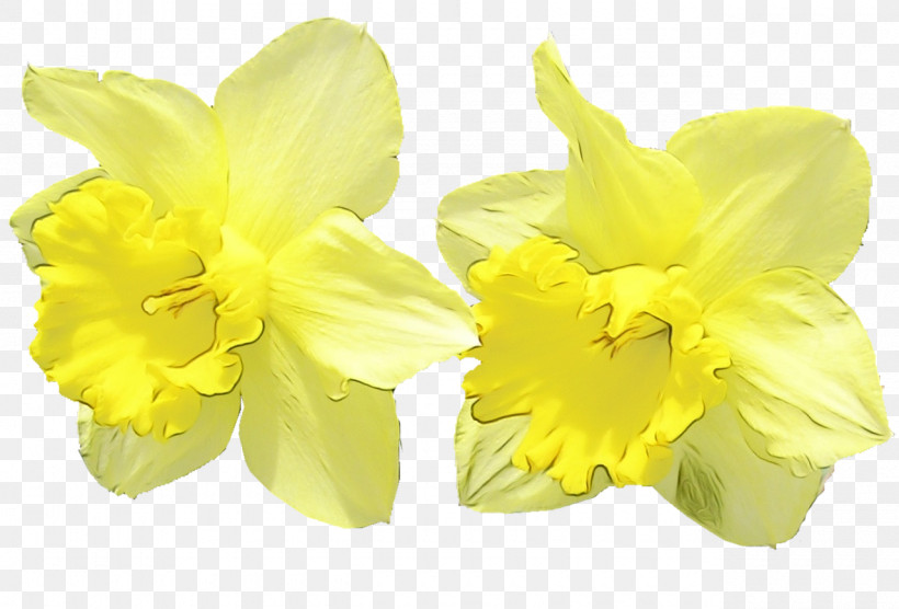 Yellow Flower Narcissus Petal Plant, PNG, 1280x869px, Watercolor, Amaryllis Belladonna, Amaryllis Family, Cattleya, Cut Flowers Download Free