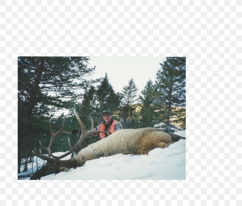 Yellowstone National Park Elk Hunting Outfitter Fair Chase, PNG, 700x700px, Yellowstone National Park, Conservation, Elk, Fair Chase, Fauna Download Free