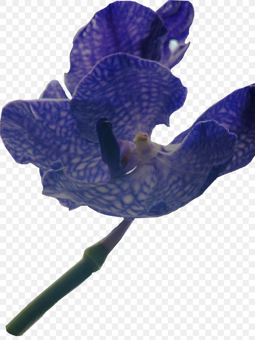 Bos Van Ypey Digital Scrapbooking Flower Violet Petal, PNG, 900x1200px, Digital Scrapbooking, Cbh Group, Cobalt, Cobalt Blue, Flower Download Free