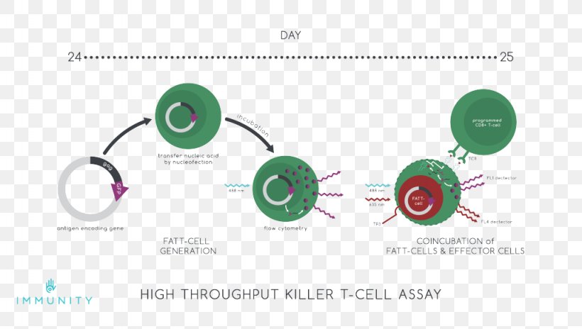 Brand HIV Vaccine Diagram, PNG, 1024x580px, Brand, Aids, Diagram, Green, Hiv Download Free