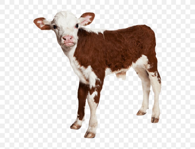 Calf Hereford Cattle Royalty-free Image Baby Farm Animals, PNG, 768x627px, Calf, Animal, Animal Slaughter, Baby Farm Animals, Cattle Download Free