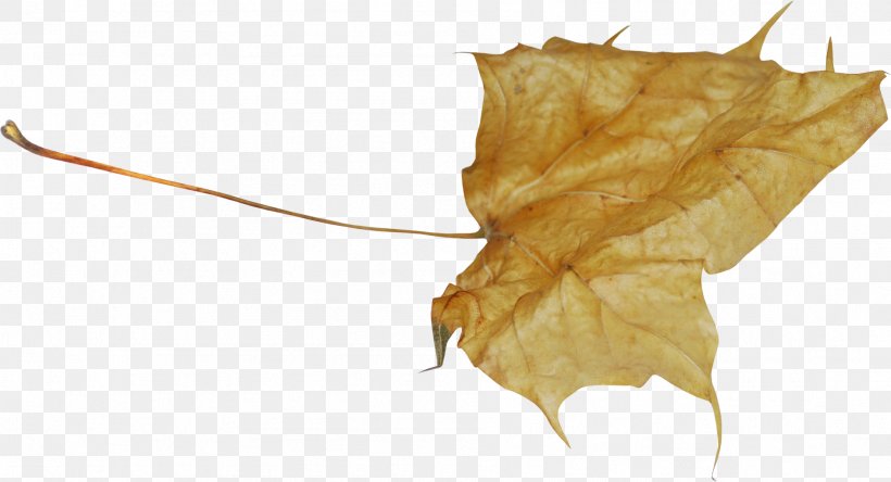 Leaf, PNG, 1891x1025px, Leaf, Plant Download Free