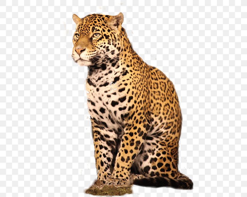 Leopard GIMP Adobe Photoshop Plug-in Nik Software, PNG, 600x654px, Leopard, Big Cats, Carnivoran, Cat Like Mammal, Cheetah Download Free