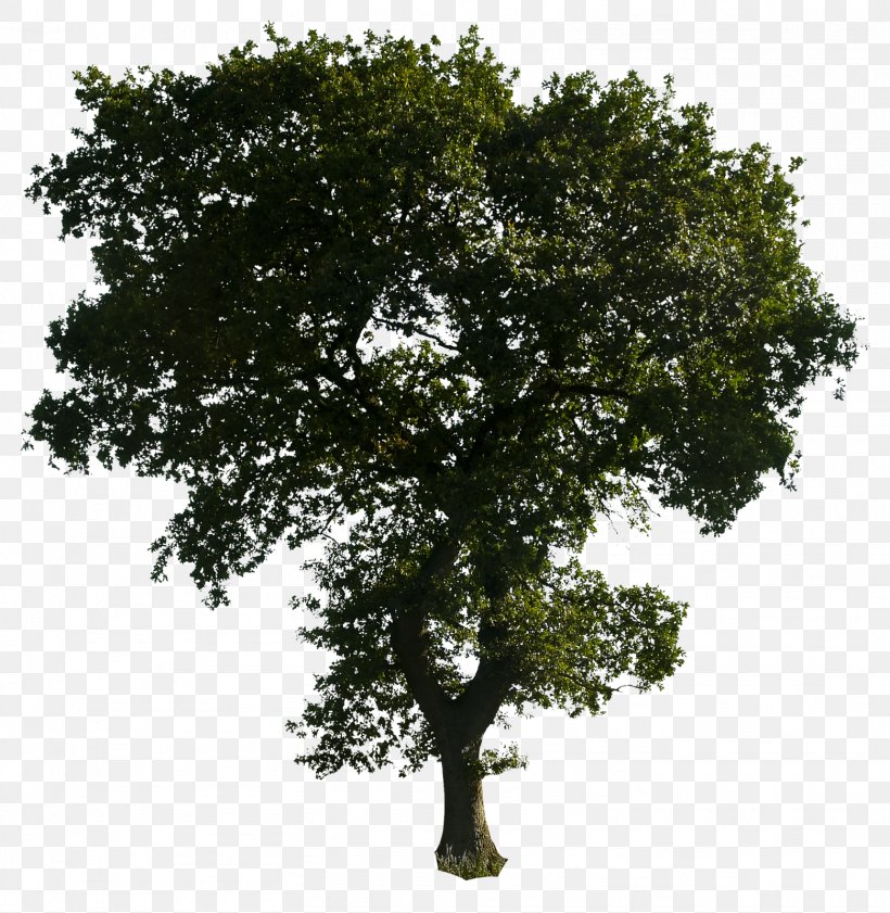 Transparency Clip Art Image Tree, PNG, 1559x1600px, Tree, Branch, Geiger Tree, Oak, Plane Tree Family Download Free