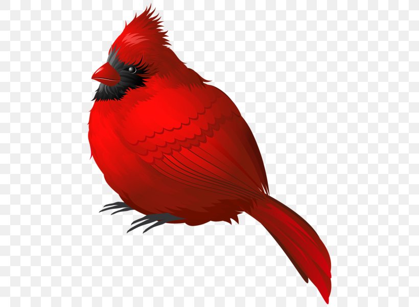 Songbird Northern Cardinal Clip Art, PNG, 487x600px, Bird, American Robin, Beak, Birdwatching, Cardinal Download Free