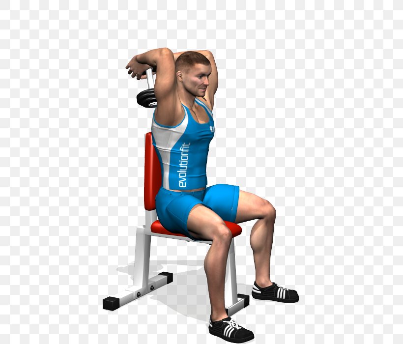 Triceps Brachii Muscle Lying Triceps Extensions Overhead Press Deltoid Muscle Exercise, PNG, 700x700px, Watercolor, Cartoon, Flower, Frame, Heart Download Free