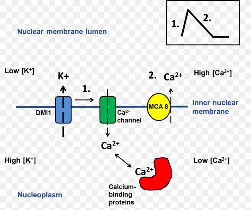 Calmodulin Plant Nutrition Calcium Cell Wall Pollen Tube, PNG, 1133x950px, Calmodulin, Area, Brand, Calcium, Calcium Deficiency Download Free