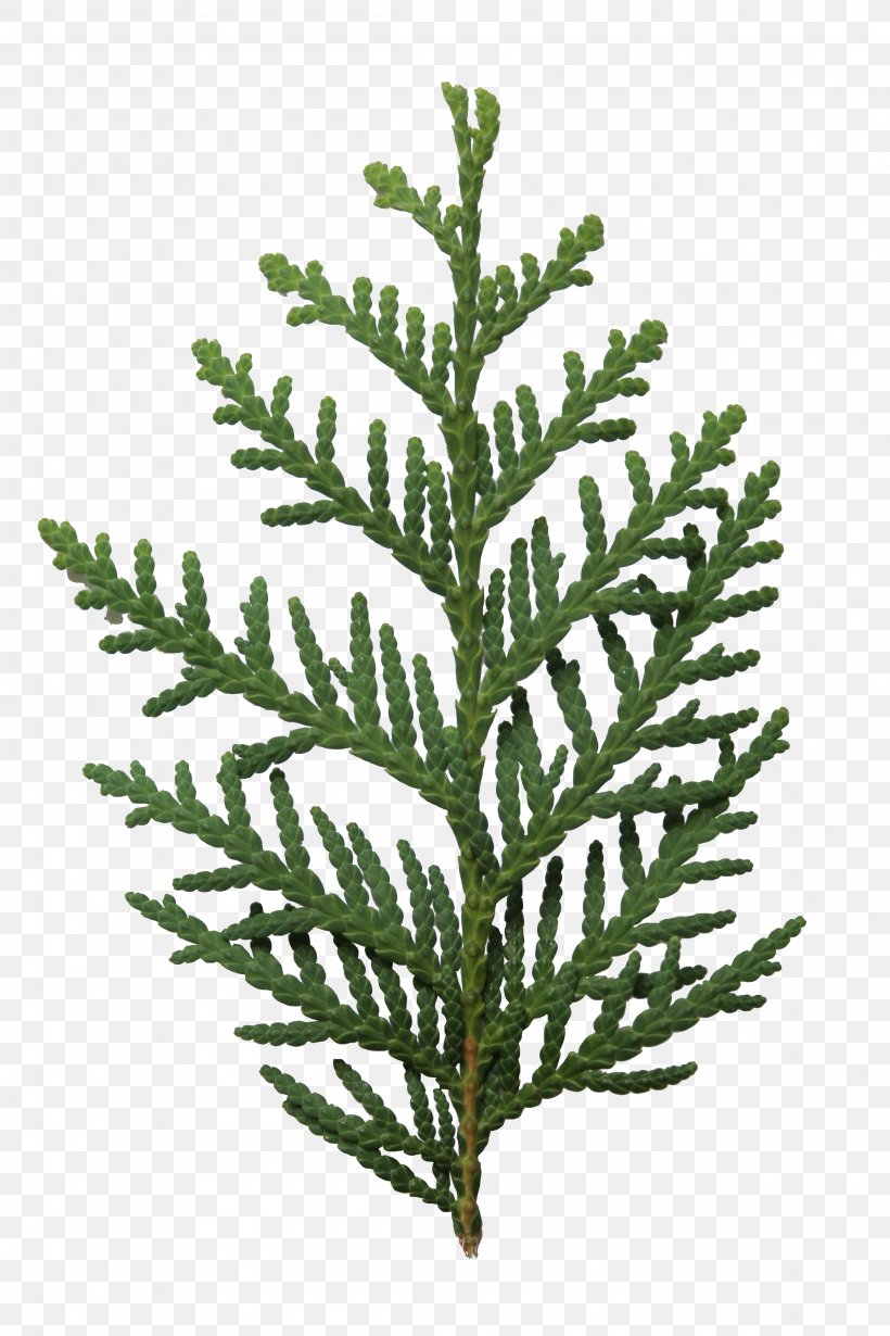 Arborvitae Fir Leaf Spruce, PNG, 2304x3456px, Arborvitae, Alpha Compositing, Branch, Conifer, Evergreen Download Free