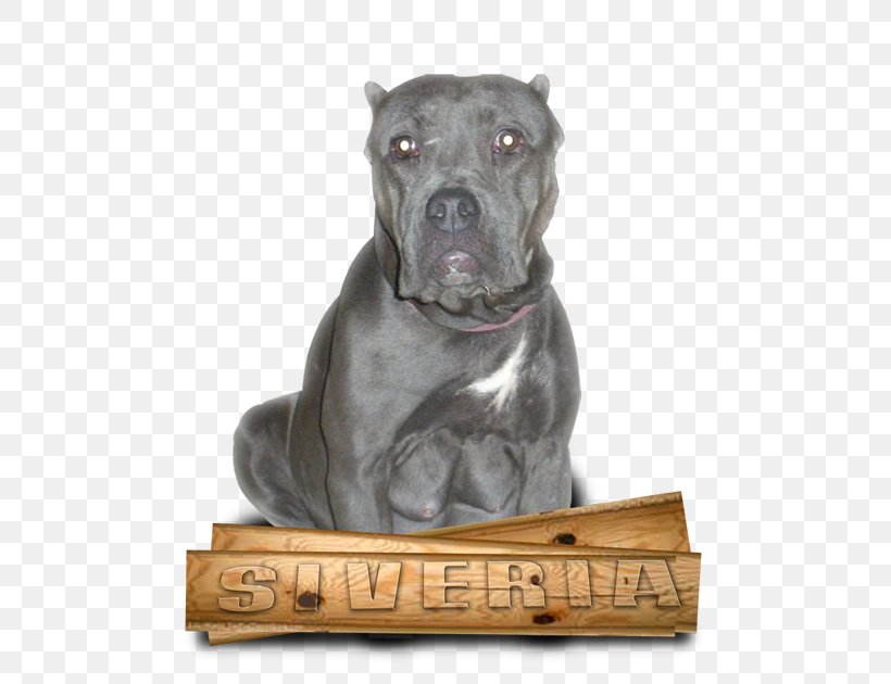 Cane Corso American Pit Bull Terrier Dog Breed Guard Dog Png 516x630px Cane Corso American Pit,Memorial Day Folded American Flag