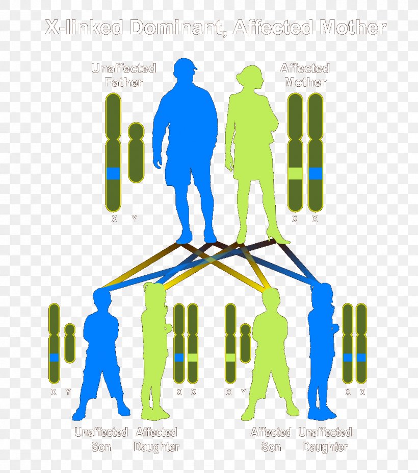 Dominance Genetic Disorder Genetics Heredity Autosómico Recesivo, PNG, 993x1122px, Dominance, Area, Autosome, Biology, Brand Download Free