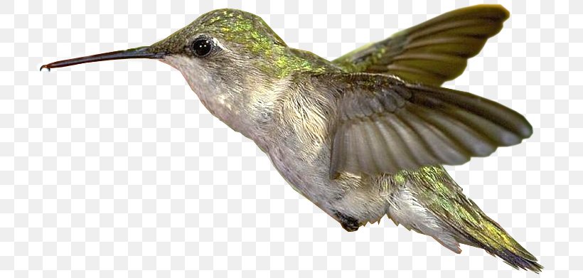 Hummingbird Clip Art, PNG, 720x391px, Hummingbird, Beak, Bird, Blog, Fauna Download Free