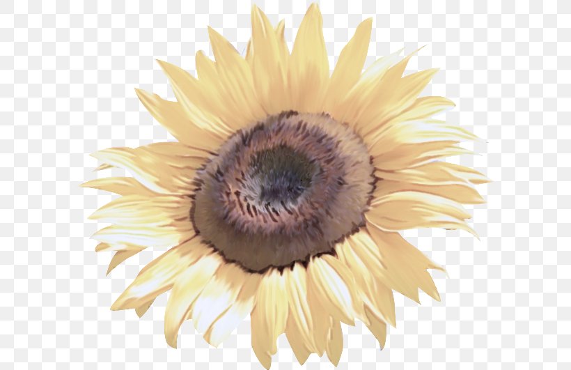 Sunflower, PNG, 600x531px, Sunflower, Brown, Closeup, Eye, Flower Download Free