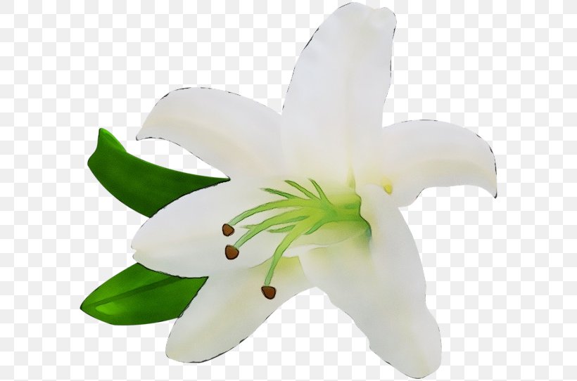 White Lily Flower Petal Plant, PNG, 600x542px, Watercolor, Flower, Flowering Plant, Lily, Lily Family Download Free