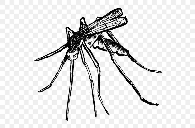 Mosquito Insect Line Art Pollinator White, PNG, 601x538px, Mosquito, Arthropod, Artwork, Black And White, Fly Download Free