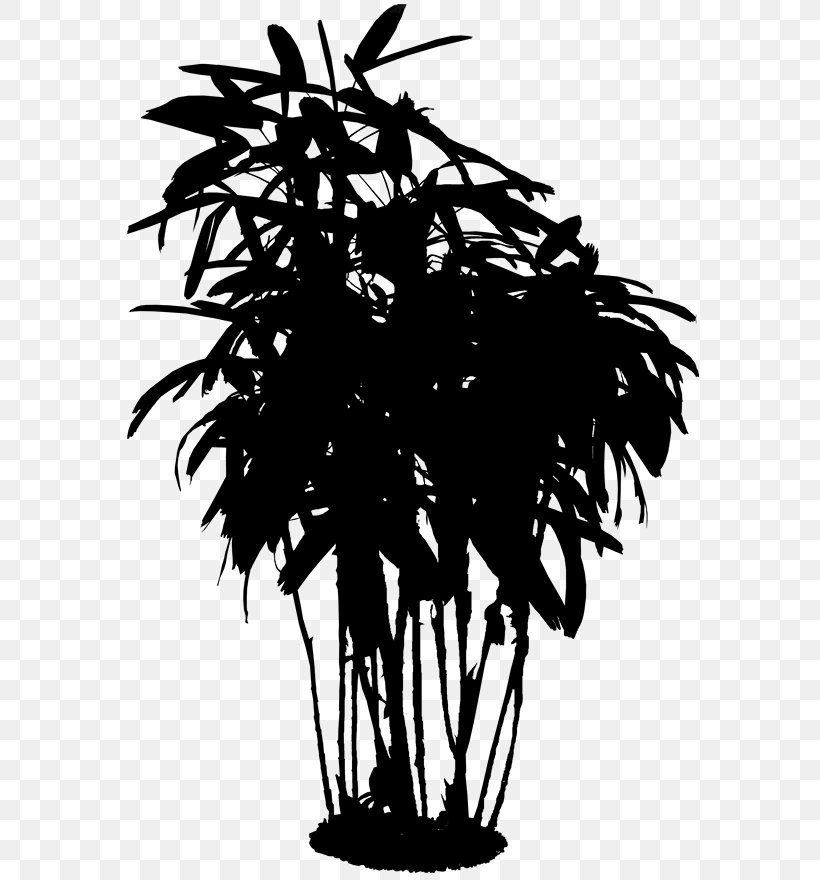 Asian Palmyra Palm Palm Trees Silhouette Flower Branching, PNG, 593x880px, Asian Palmyra Palm, Arecales, Blackandwhite, Borassus, Branch Download Free