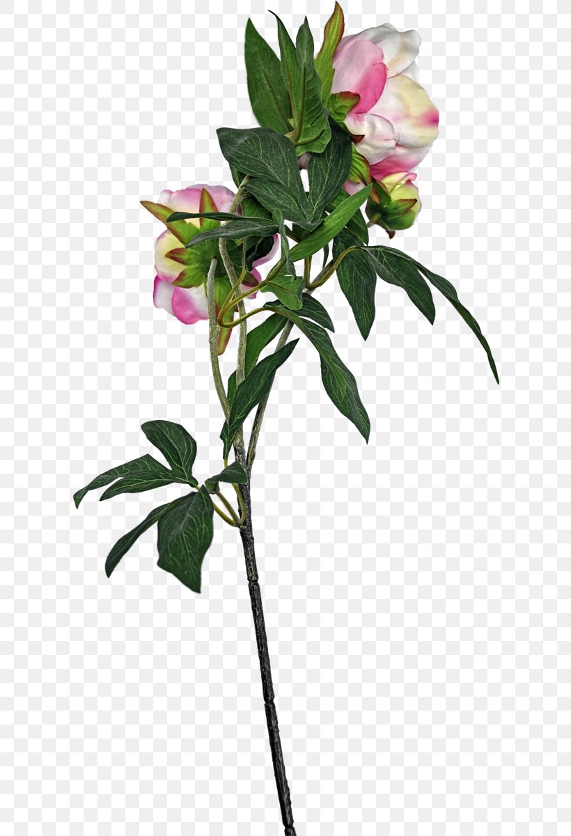 Cut Flowers Rose Family Plant Stem Flowerpot Leaf, PNG, 618x1200px, Cut Flowers, Branch, Branching, Family, Flora Download Free