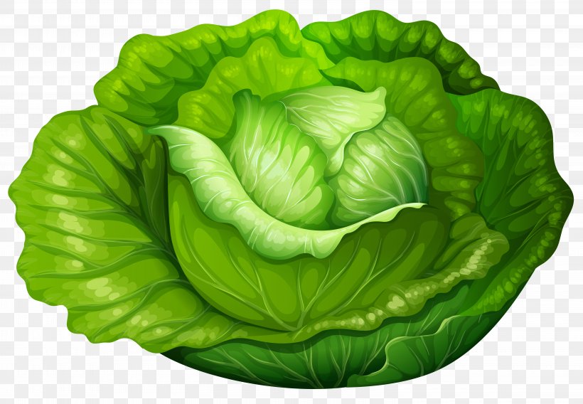 Iceberg Lettuce Cabbage Vegetable Clip Art, PNG, 6000x4161px, Iceberg Lettuce, Cabbage, Chinese Cabbage, Collard Greens, Drawing Download Free