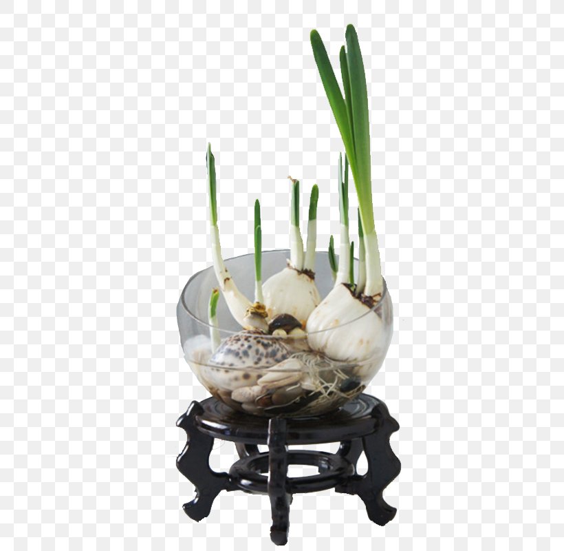 Narcissus Tazetta Narcissus Pseudonarcissus U7403u6839u82b1u5349 Plant Hydroponics, PNG, 800x800px, Narcissus Tazetta, Amaryllidaceae, Bonsai, Bulb, Daffodil Download Free
