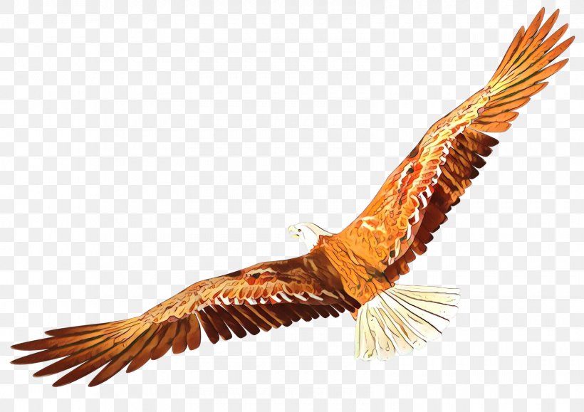 Turkey Cartoon, PNG, 1600x1131px, Cartoon, Accipitridae, Andean Condor, Bald Eagle, Beak Download Free