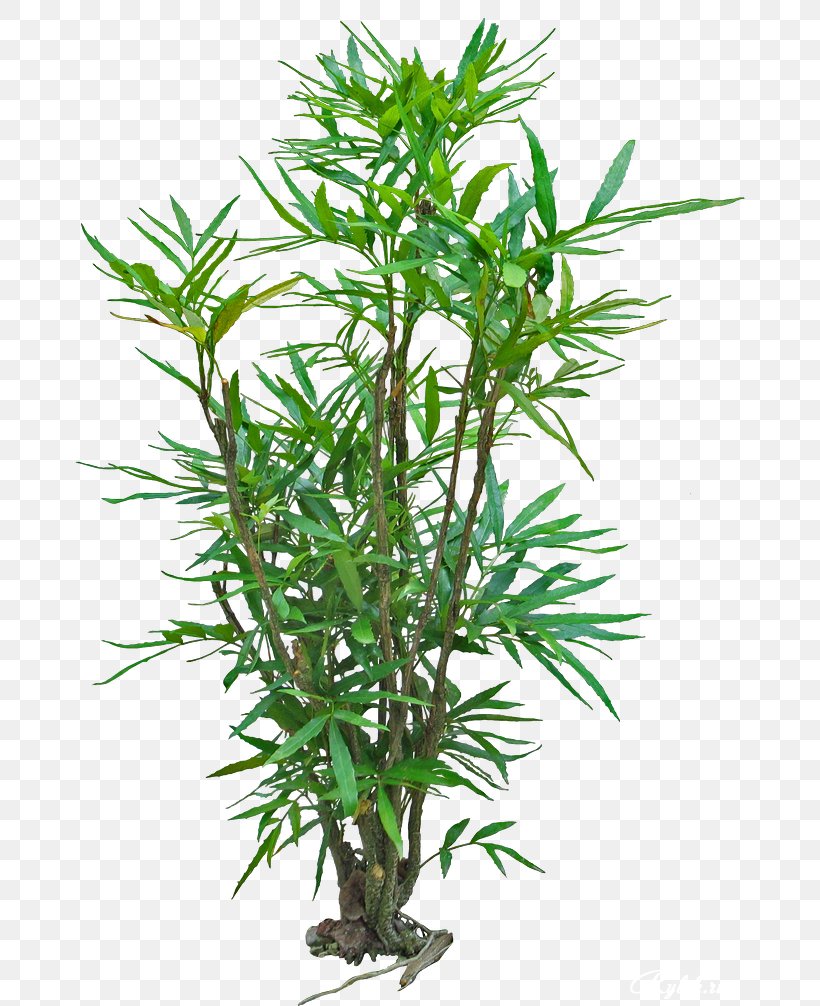 Palm Trees Shrub Plant Stem Herbaceous Plant, PNG, 670x1006px, Tree, Areca Palm, Bamboo, Chamaedorea, Flowerpot Download Free