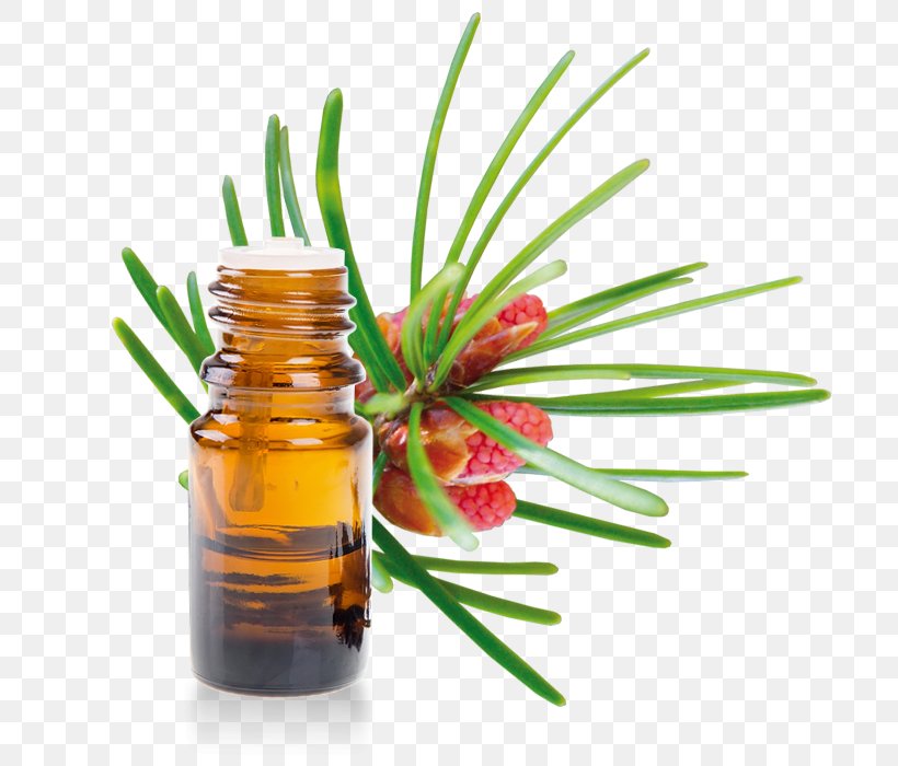Turpentine Oil Essential Oil Terpene Lavender Oil, PNG, 700x700px, Turpentine, Essential Oil, Gasoline, Glass Bottle, Herbalism Download Free