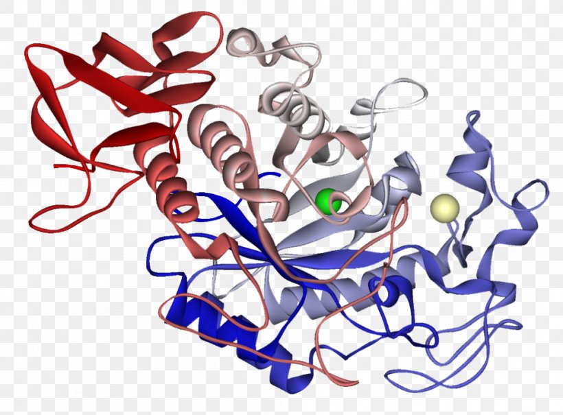 Alpha-amylase Enzyme Protein Apparato Digerente, PNG, 997x736px, Amylase, Alphaamylase, Apparato Digerente, Apparato Gastrointestinale, Art Download Free