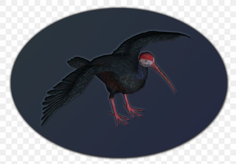 Beak Ibis, PNG, 1024x713px, Beak, Bird, Fauna, Ibis, Wing Download Free