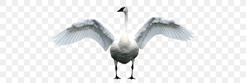 Bird Mute Swan Goose Duck, PNG, 500x279px, Bird, Beak, Black Swan, Crane Like Bird, Cygnini Download Free