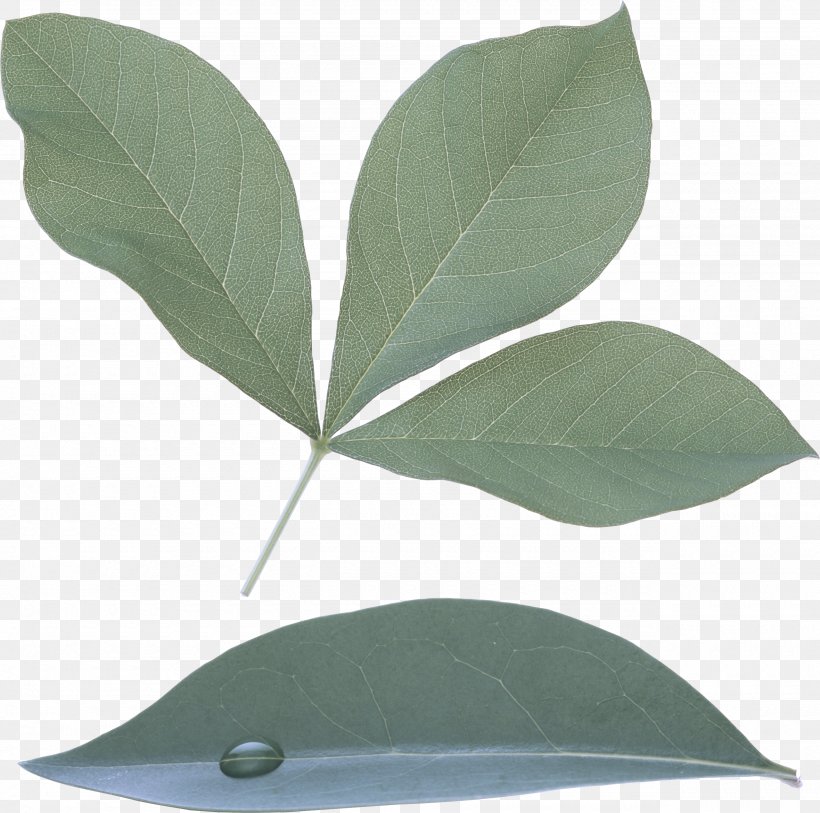 Leaf Plant Tree Bay Leaf Flower, PNG, 2560x2541px, Leaf, Bay Leaf, Eucalyptus, Flower, Herb Download Free