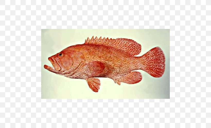 Northern Red Snapper Tilapia Perch Seafood Marine Biology, PNG, 500x500px, Northern Red Snapper, Animal Source Foods, Biology, Bony Fish, Fauna Download Free