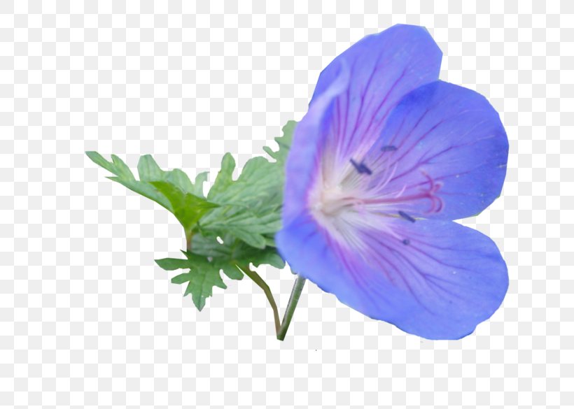 Purple Flower, PNG, 699x585px, Cranesbill, Bellflower, Family, Flower, Geraniaceae Download Free