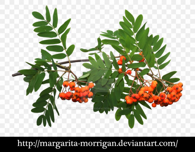 Rowan Image Desktop Wallpaper File Format, PNG, 900x704px, Rowan, Art, Deviantart, Food, Fruit Download Free