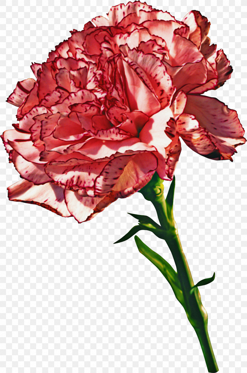 Flower Plant Red Cut Flowers Carnation, PNG, 2343x3543px, Flower, Carnation, Cut Flowers, Petal, Pink Download Free